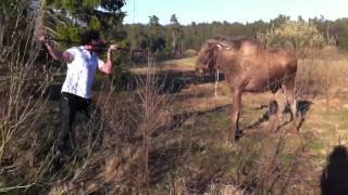 man vs moose in sweden (the original)