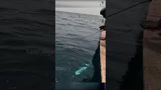 Deep Sea Fishing Videos #fish #fishing #fishingvideo