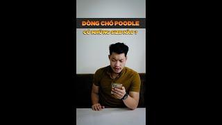 Dòng chó Poodle có những size nào? | Tui Tiến Pet | Dòng chó Poodle #Shorts