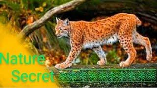 Nature Secret || Lynx nature documentary #nature