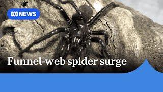 Sydney expected to see surge in highly venomous funnel-web spiders | ABC NEWS