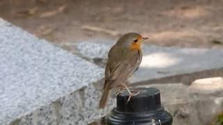 Зарянка (Erithacus rubecula)