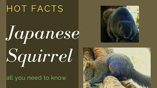 Japanese squirrel facts  endemic to Japan 