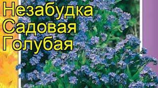 Незабудка садовая Голубая. Краткий обзор, описание характеристик myosotis alpestris Golubaya