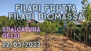 Progetto agroforestale con filari frutta e filari biomassa separati + spalco dei gelsi