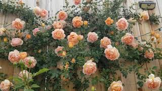 David Austin Rose - Lady of Shalott Climbing Rose in Zone 9B