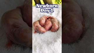 Animals Baby - 4 Baby Bunny 1 To 9 Days Growth #shorts #cute #pets