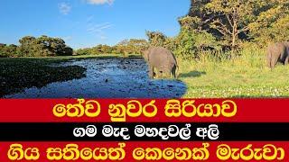 තේව නුවර සිරියාව | ගම මැද මහදවල් අලි | ගිය සතියෙත් කෙනෙක් මැරුවා