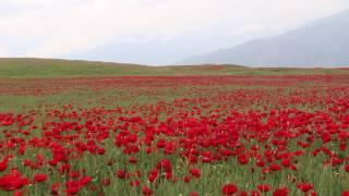 Armenia in May ,2016! Армения в мае, 2016 г.!