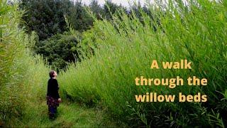 A walk in the willow beds, a look the health of my willow plants, disease and pests. September 2021