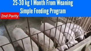 2nd parity 25-30 kg 1 Month From Weaning Simple Feeding Program