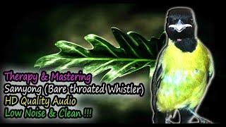 Samyong Song - Bare throated Whistler (Pachycephala nudigula)  HD Audio for Therapy & Bird Mastering