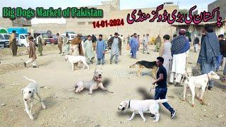 kohat Dog Mandi Today 14-01-2024 | Kohat Dog Market | Dog Mandi | Kohat Mandi | Kohat Dog Mandi 2024