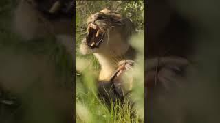 Wild Instinct #wildlifeadventures #africanwilderness #short