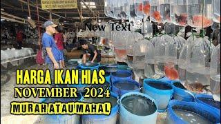 UPDATE HARGA IKAN HIAS DIPASAR IKAN HIAS PARUNG BOGOR