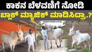 ಕಾಕನ ಬೆಳವಣಿಗೆ ನೋಡಿ ಬ್ಲಾಕ್ ಮ್ಯಾಜಿಕ್ ಮಾಡಿಸಿದ್ರಾ II Hallikar bull II arp chandru II krushi suddi