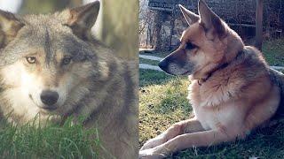 Невероятная история дружбы дикого волка и домашней собаки