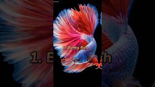 Top 10 Most Beautiful Fish In The World#tranding #viral #top10