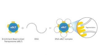 Introducing Illumina DNA Prep with Enrichment