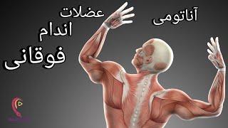 آناتومی عضلات اندام فوقانی