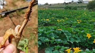 Cómo controlar plagas en cultivo de Calabaza 🪲🪲