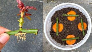 Вы будете удивлены тем, как размножить розы с помощью моркови.