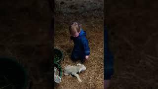 Young farmer #youtube #video #shortvideo #sheep #farming #lambing #tiktok #funny #viral #cute