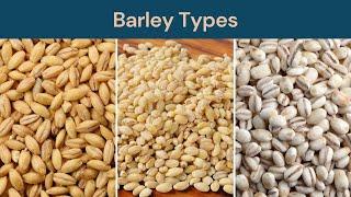 Barley Types: Hulless Barley, Hulled Barley and Pearl Barley