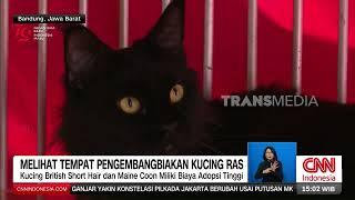 Melihat Tempat Pengembangbiakan Kucing Ras | REDAKSI (20/08/24)