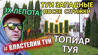 ТОПИАР СТРИЖКА | ТУИ ГИГАНТЫ | @LORD_OF_GARDEN_BELARUS |туя западная| ВОЛШЕБНЫЕ ХВОЙНЫЕ | Стрижка туи | Минск