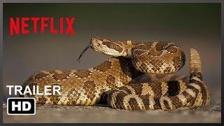 Rattlesnake - Netflix HD Trailers - 2019