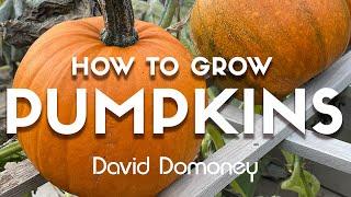 How to grow pumpkins with David Domoney