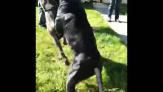 English Staffordshire playing with Pitbull Terrier Chunky Thumper