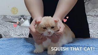SQUISH THAT CAT (parody)
