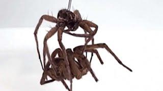 Engineers Discover Dead Spiders Great at Gripping Things