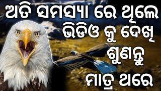 ବାଜ ଠାରୁ ଶିଖନ୍ତୁ | The Eagle Mentality - Best Motivational Video in Odia | By Mdn Kishor