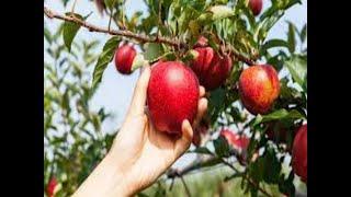 #262 Picking Apples in Ellijay, GA