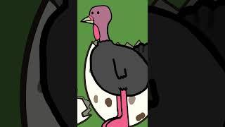 WHY IT SUCKS TO  BE BORN AS A WILD TURKEY part 1 #animalsurvival #animation