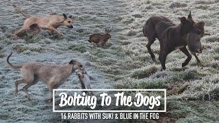 Bolting To The Dogs - 16 rabbits with Suki & Blue in the fog