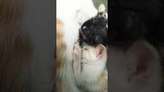 kucing menyusui#viral #shortvideo #anakkucinglucu #cat #meow #bayikucing #shortviral #kitten