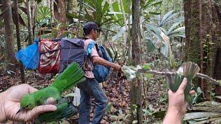 EKSPEDISI MEMIKAT BURUNG CUCAK IJO MUDA ASLI HUTAN PEDALAMAN SUMATRA