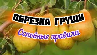 Обрезка груши весной.Тонкости формировки.