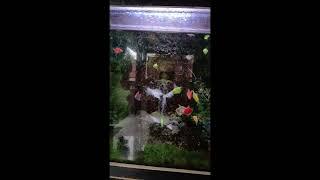 Ikan hias yang sedang viral,Namanya ikan Glofish #shorts #shortvideo #ikanhias #aquarium #glofish