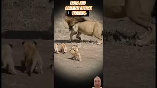 Lions and common attack training | #lion #lionattack #animals #animalsattack #wildlife #bbcuntamed