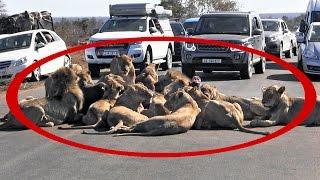 Lion mega pride brings traffic to a stand still in Kruger National Park