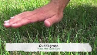 Crabgrass vs Quackgrass or Tall Fescue - Weedy Grasses