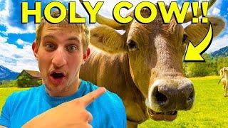 Why Are Cows Sacred In Hinduism?