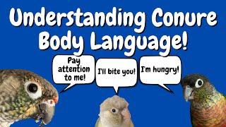 How To Understand Conure Body Language & Behaviour | TheParrotTeacher