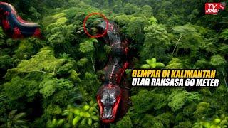 Bikin Heboh!! Inilah Wujud Asli Ular Raksasa Yang Masih Hidup di Hutan Rimba Kalimantan