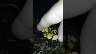 fall CHANTERELLE  Mushroom  picking #shorts #pnw #mushroom #mushroompicking #bolete #Oregon #diy